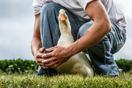 barbaraobrienphoto2016day:Daily Dose - March 24, 2016 - Duck Duck Gray Duck 2016©Barbara O'Brien Pho