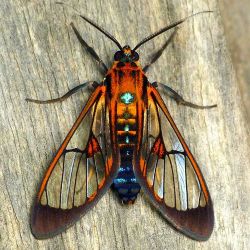 petitcabinetdecuriosites:  (via ˚Wasp moth, Cosmosoma thia? Ctenuchinae | More Patterns in Nature | P…)