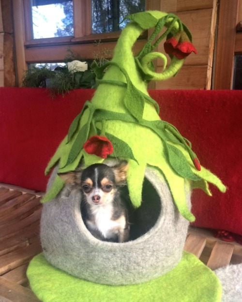 sosuperawesome:  Cat (or Dog) Caves and DIY Tutorial by Felt For Cat on Etsy More Pet Beds Follow So