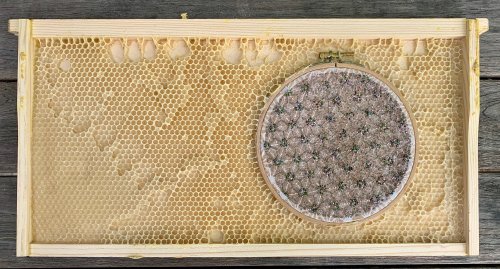 Canadian artist Ava Roth collaborates with bees, using porcupine quills, horsehair, birch bark, and 