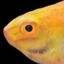 oneofthefishies-blog