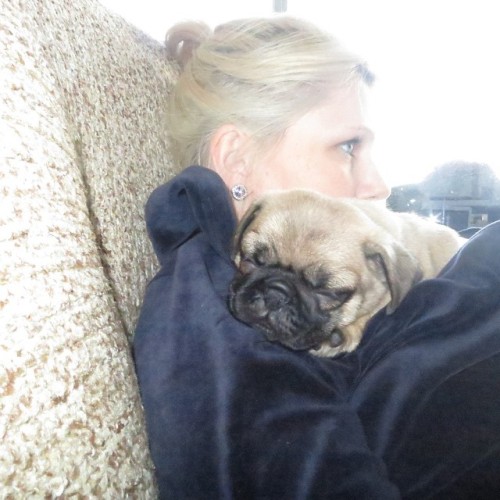 Cuddlepup #pug #puglife #pugpuppy