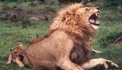 stunningpicture:  Lions pretend to be hurt by the bites of their young to encourage them. 