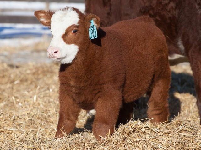 babyanimalgifs