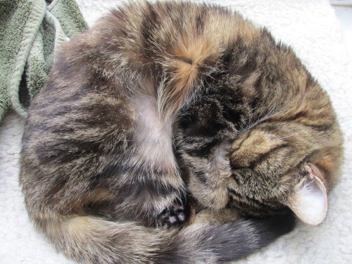 pairofplants:  This is Lucy napping in ball formation, featuring her paw covering her eyes :)