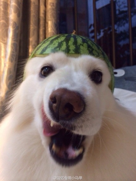 tastefullyoffensive:Fruit Helmets (photo via weibo)