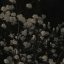 bulisjoh