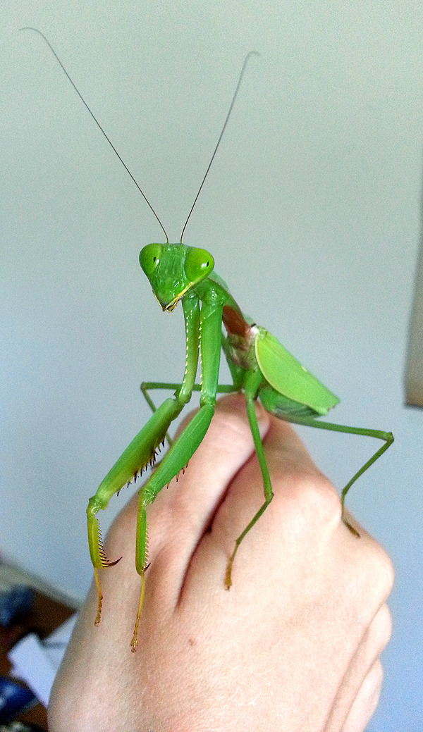 hexapodkittens:  Noi, my Rhombodera sp molted to adulthood, and she’s kind of amazing.She