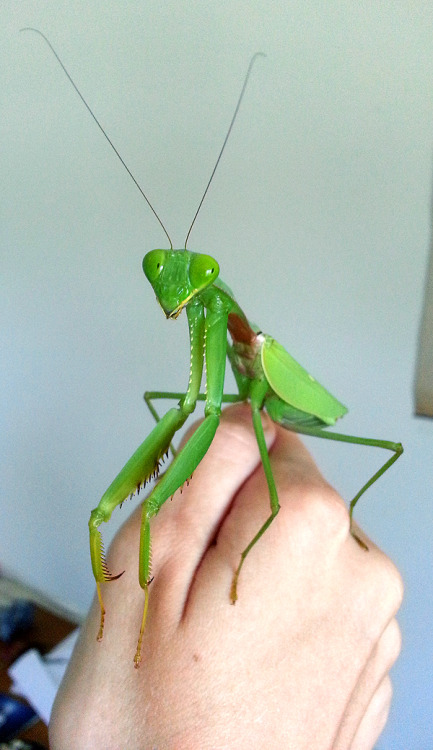 kittenpawprints:  hexapodkittens:  Noi, my Rhombodera sp molted to adulthood, and she’s kind of amazing.She measures approx. 5 inches, and feels like she weighs a pound lmao She’s the largest mantis I’ve owned yet–both in length and in..mass.