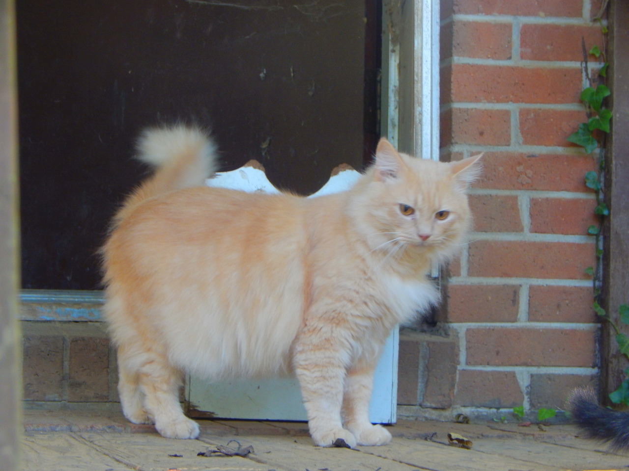 calico-dan:Even Dave got to explore! He’s never been outside! Only a few times