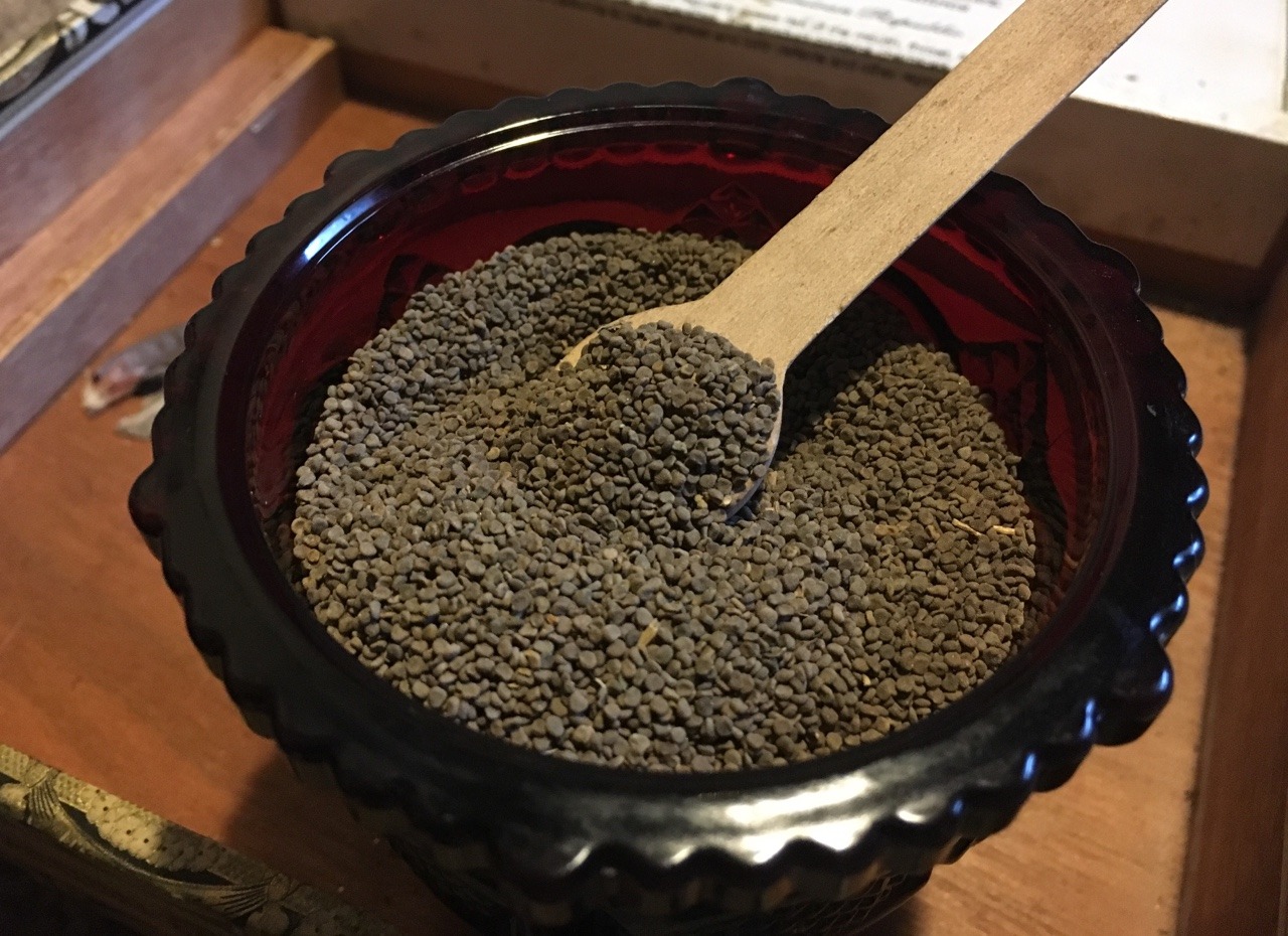 Henbane Seed
