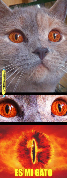 He visto cosas… No sostengas la mirada al gato de Sauron, o verás cosas que tu alma no podrá 