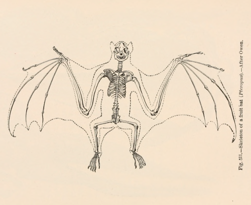 nemfrog:Fig. 511. “Skeleton of a fruit bat.”  Zoology for high schools and col