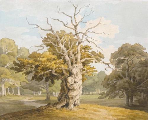 theegoist:John White Abbott (English, 1763-1851) - An Oak At Kedleston Hall, Derbyshire, Watercolour
