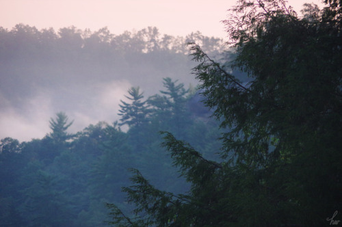 frolicingintheforest:Morning fog. 