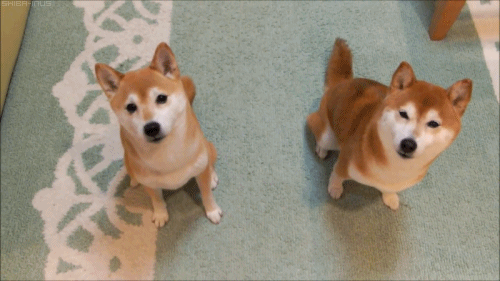 kanrose:  ironedsleeper:  “This- This is friend”  AAAAAAAAAAAAAAAAAAAAAA 