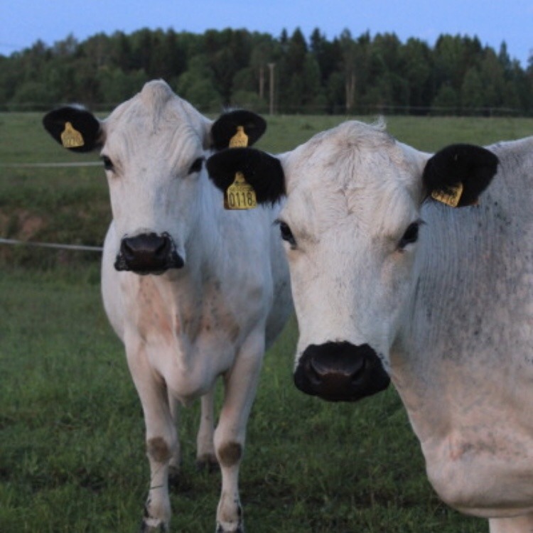 nepptune: cow appreciation post 🐮💗🐄