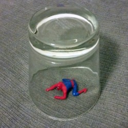 smstransformers:Does anyone know what kind of spider this is? It does a lot of backflips and was difficult to catch.