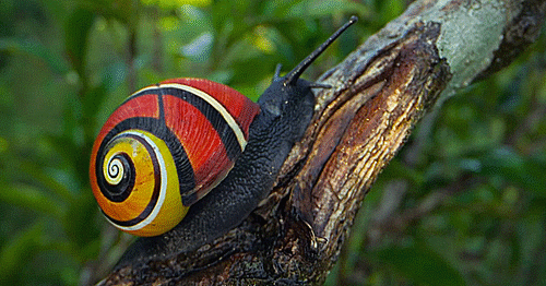 Cuban Painted Snails (Polymita Picta) “Their colours come from their diet, lichen and mosses r