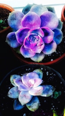 shelovesplants:  Looking so beautiful tonight 