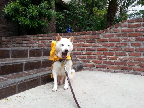 kokomoanddubya:  Kokomo in his rain poncho! He always gets compliments when he wears it!