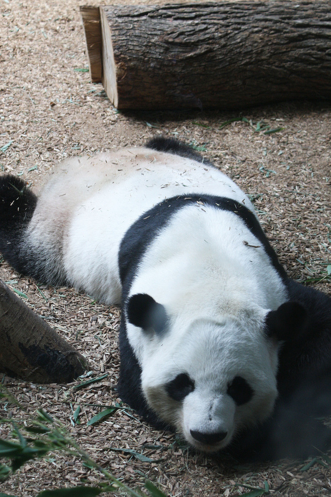 giantpandaphotos:  Xi Lan at Zoo Atlanta, Georgia, on August 24, 2013. © Msjennywu.