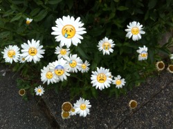 mouzeron:  flowers feeling sad 