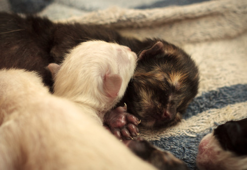 arturvsphotography: Sleepy kittens