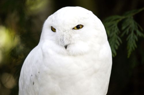 dehanginggarden: Northwest Snowy Owl by Roger Mallory.