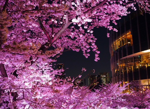SAKURA by Takashi KodaVia Flickr:Many people came to Roppongi of Tokyo going to see cherry blossoms 