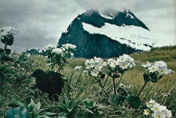 vintagenatgeographic:  Hiking the MacKinnon