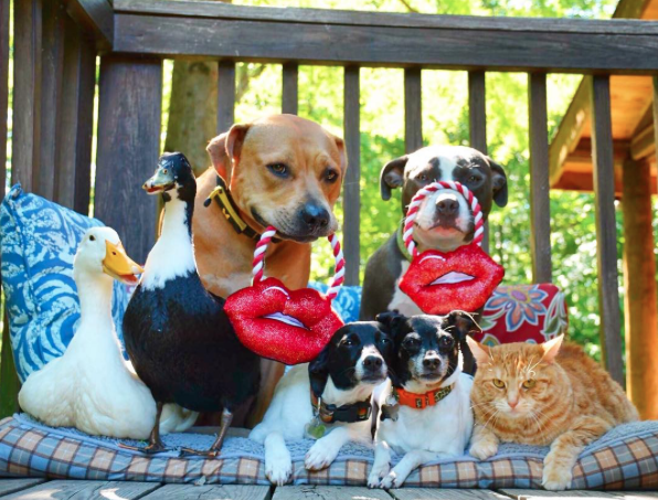 catsbeaversandducks:  Mia the Cat And Her Friends “Get adopted, they said… It