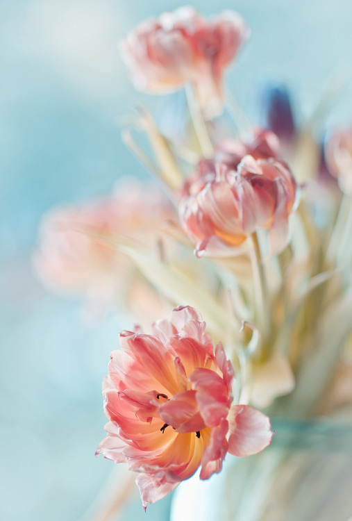 floralls