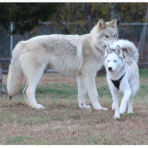 worldofwolvesofficial:Here’s a great comparison, Wolf pup Orion on the left and full grown husky Lak