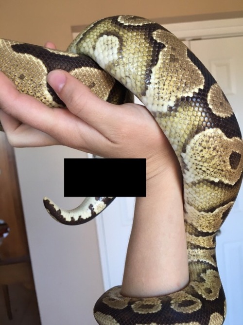 the-long-dog:the-love-of-snakes:Gotta #censoryoursnake. Monty is OBSCENE.THANK YOU! Finally someone 