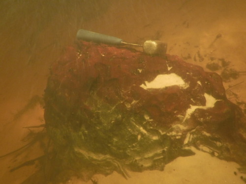 Sampling underwater chert quarries in northwest Florida. A few weeks of working in the Wacissa, Auci