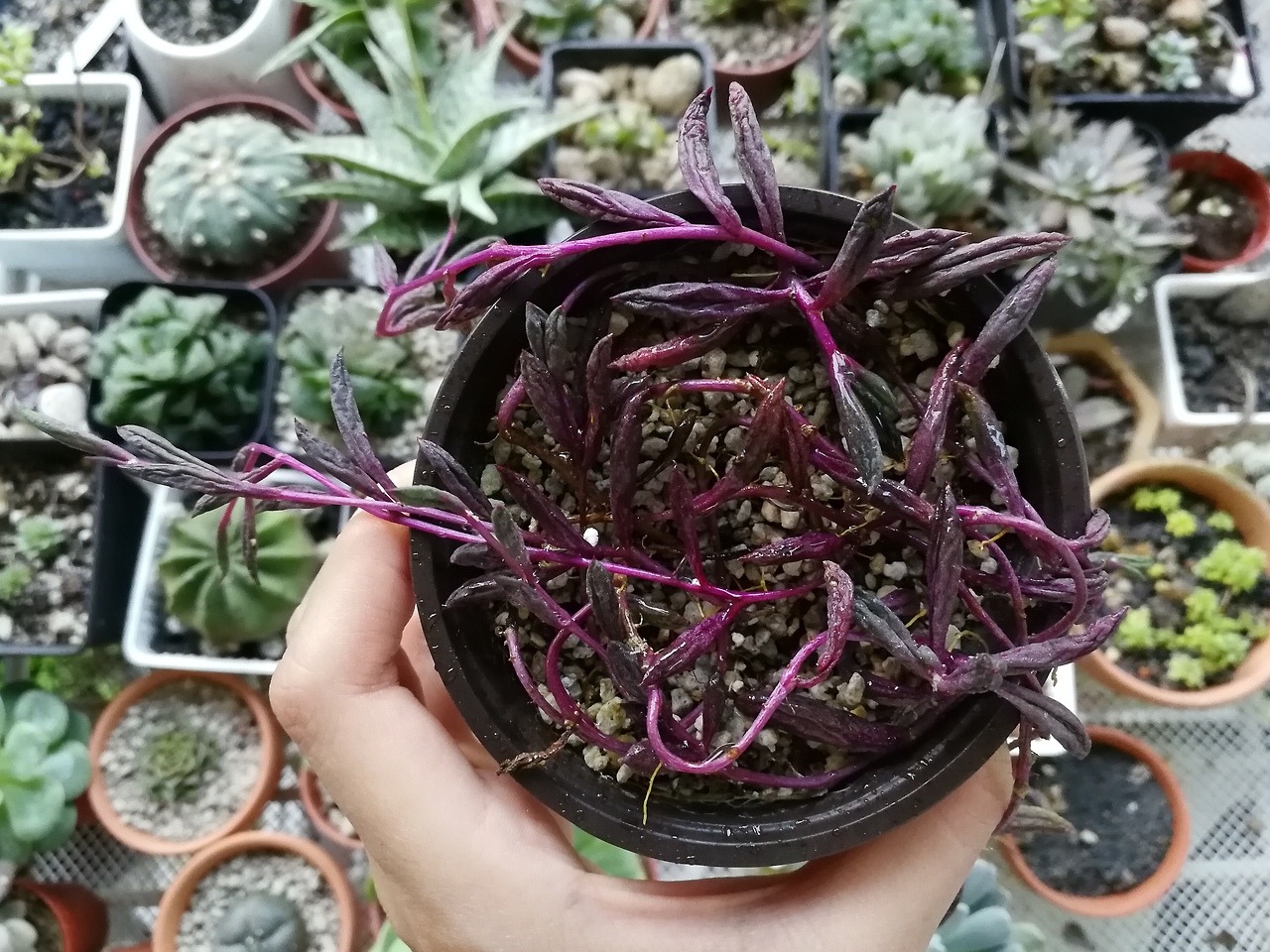 Ruby Necklace Succulent Care Tips - Paisley Plants