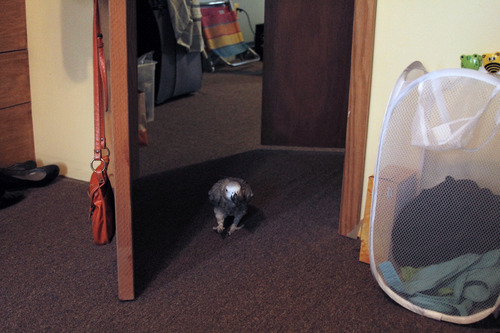 stumposaurusrex:  jackpumpkinqueen:   Woo Woo keeps walking around the house whispering “I know.” But he won’t tell us what he knows…     