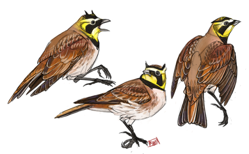 wulf-bird-artist:Shorelark, cute little horned bird. Rare little winter visitor to the UK, would lov