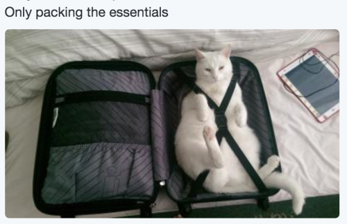 babyanimalgifs:  beautiful blog full of baby animals!
