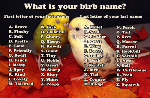 uberzers:  pepperandpals:  What is your birb name?   Mine is actually Pretty Birb I cant  Shiny