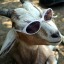 fancygoat