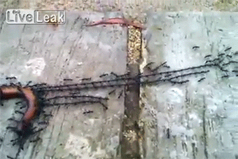sizvideos:  Video   Cool!