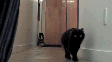 Cat Gifs