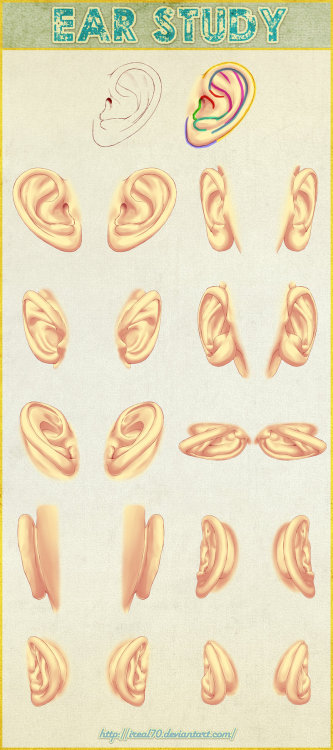 fucktonofanatomyreferences:A gorgeous fuck-ton of human ear references (per request).Sourced by squi