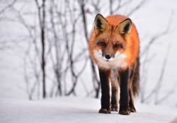 everythingfox:  Curious fox