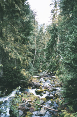 eartheld:  northwezt:  Mount Rainier National Park, WA Flickr / Instagram  mostly nature