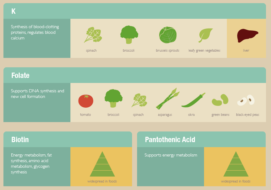 the-more-u-know:  Every nutritious food contains vitamins, but certain foods are