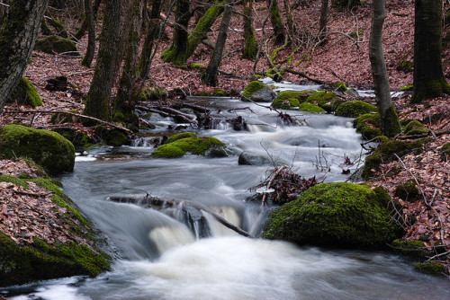 Mossy stones by kahukopaka on Flickr.