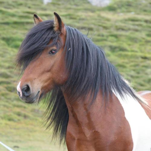 scarlettjane22:  Icelandic Horses